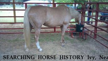 SEARCHING HORSE HISTORY Ivy, Near Defuniak Springs, FL, 00000